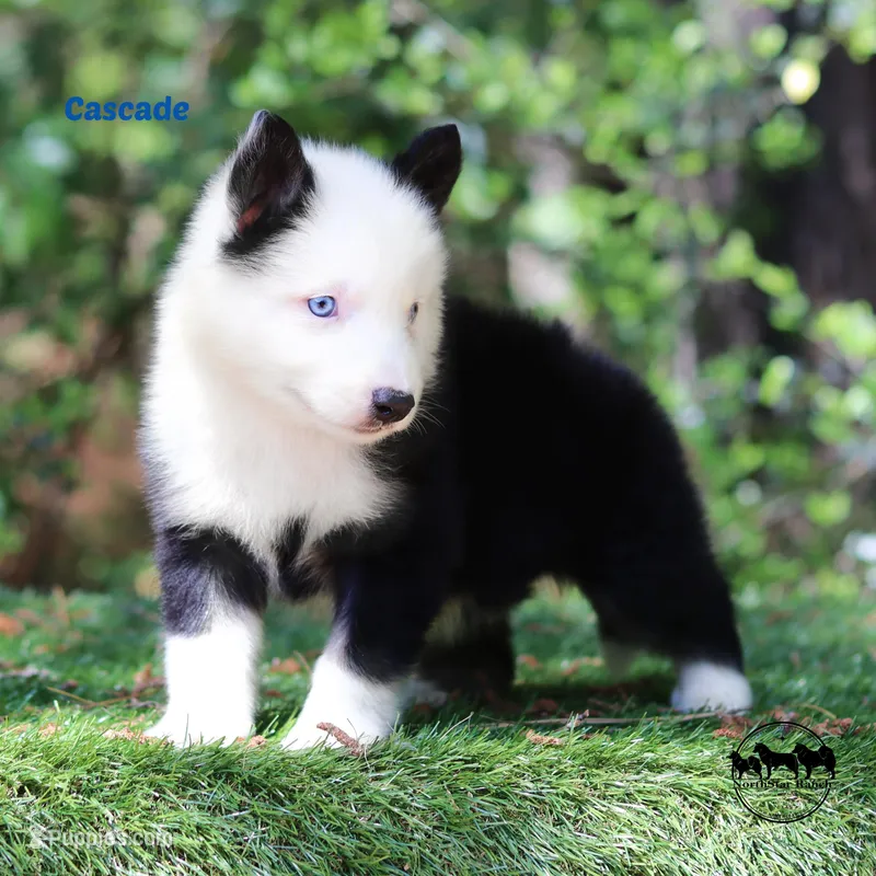 Cascade AKC TX Transport available – Yakutian Laika puppy for sale in Rockwall, TX