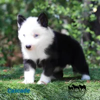 Cascade AKC TX Transport available, a male Yakutian Laika for sale in Rockwall, TX – Photo 2 of 2