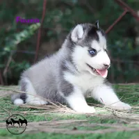 Fauna AKC TX can transport, a female Siberian Husky for sale in Rockwall, TX – 2 of 3