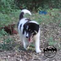 Chip AKC TX, a female Yakutian Laika for sale in Rockwall, TX – 8 of 8