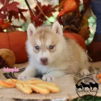 Maple AKC TX , a male Siberian Husky for sale in Rockwall, TX – 2 of 4