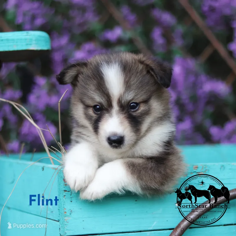 Flint - Nenets Laika - smaller breed , a male Yakutian Laika for sale in Rockwall, TX – 1 of 4