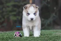 Bowie AKC Texas, a male Siberian Husky for sale in Rockwall, TX – Photo 3 of 3