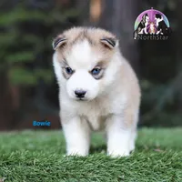 Bowie AKC Texas, a male Siberian Husky for sale in Rockwall, TX – Photo 2 of 3
