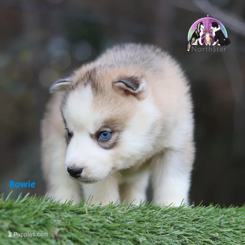 Bowie AKC Texas – Siberian Husky puppy for sale in Rockwall, TX