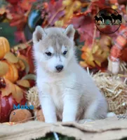 Mako AKC Texas , a female Siberian Husky for sale in Rockwall, TX – 3 of 4