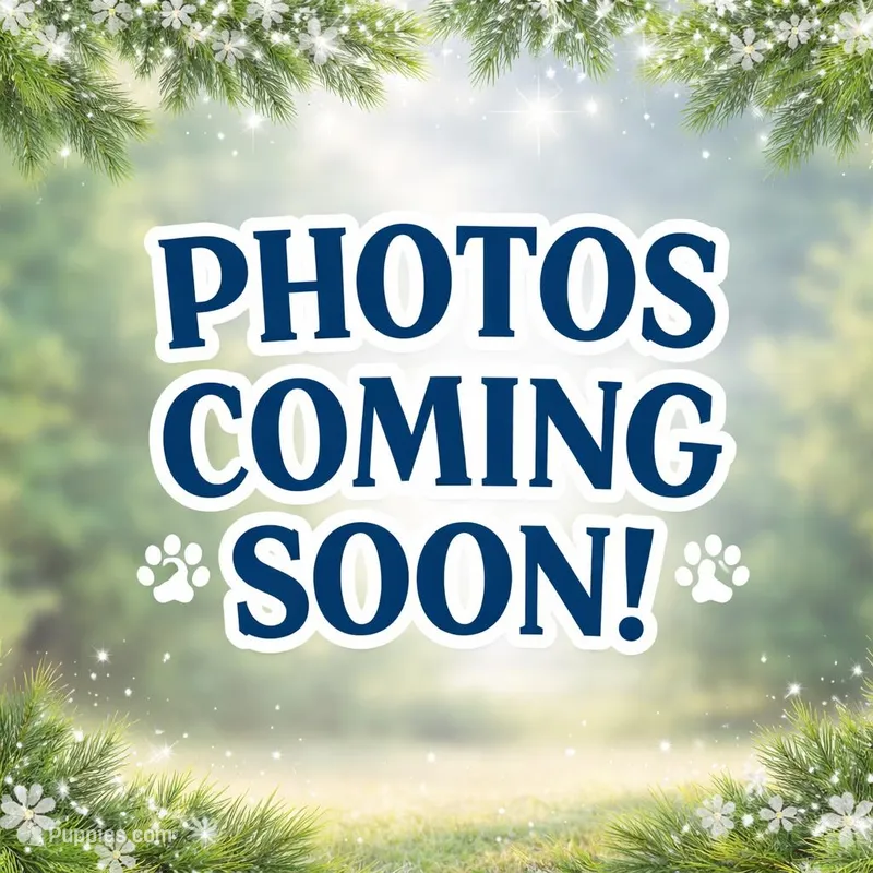 Cascade – Yakutian Laika puppy for sale in Rockwall, TX