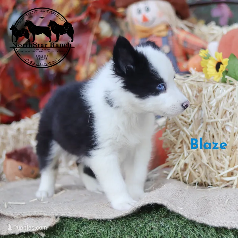Blaze Yakutian Laika Texas can transport – Yakutian Laika puppy for sale in Rockwall, TX