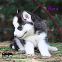 Flora AKC TX , a female Siberian Husky for sale in Rockwall, TX – 4 of 4