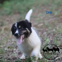 Chip AKC TX, a female Yakutian Laika for sale in Rockwall, TX – 7 of 8