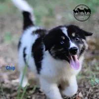 Chip AKC TX, a female Yakutian Laika for sale in Rockwall, TX – 4 of 8