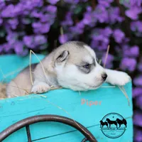 Piper AKC TX , a female Siberian Husky for sale in Rockwall, TX – 2 of 2