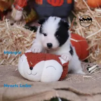 Moonpie Nenets Laika purebred AKC TX, a male Yakutian Laika for sale in Rockwall, TX – 2 of 3