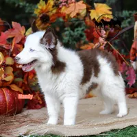 Mandy Yakutian Laika , a female Yakutian Laika for sale in Rockwall, TX – 4 of 8