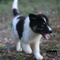 Chip AKC TX, a female Yakutian Laika for sale in Rockwall, TX – 6 of 8