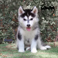 Dash AKC Texas , a male Siberian Husky for sale in Rockwall, TX – 5 of 5