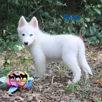 Polar TX AKCwe transport, a female Yakutian Laika for sale in Rockwall, TX – 2 of 7