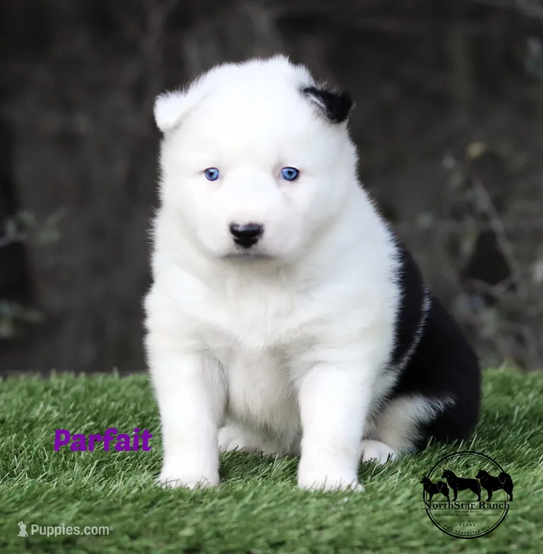 Parfait AKC TX, a female Yakutian Laika for sale in Rockwall, TX – Photo 1 of 2