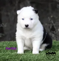 Parfait AKC TX, a female Yakutian Laika for sale in Rockwall, TX – Photo 1 of 2