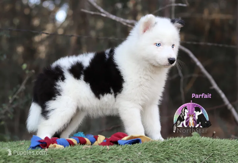 Parfait AKC TX – Yakutian Laika puppy for sale in Rockwall, TX