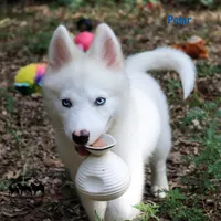 Polar TX AKCwe transport, a female Yakutian Laika for sale in Rockwall, TX – 3 of 7