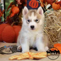 Rusty AKC Texas, a male Siberian Husky for sale in Rockwall, TX – 3 of 3