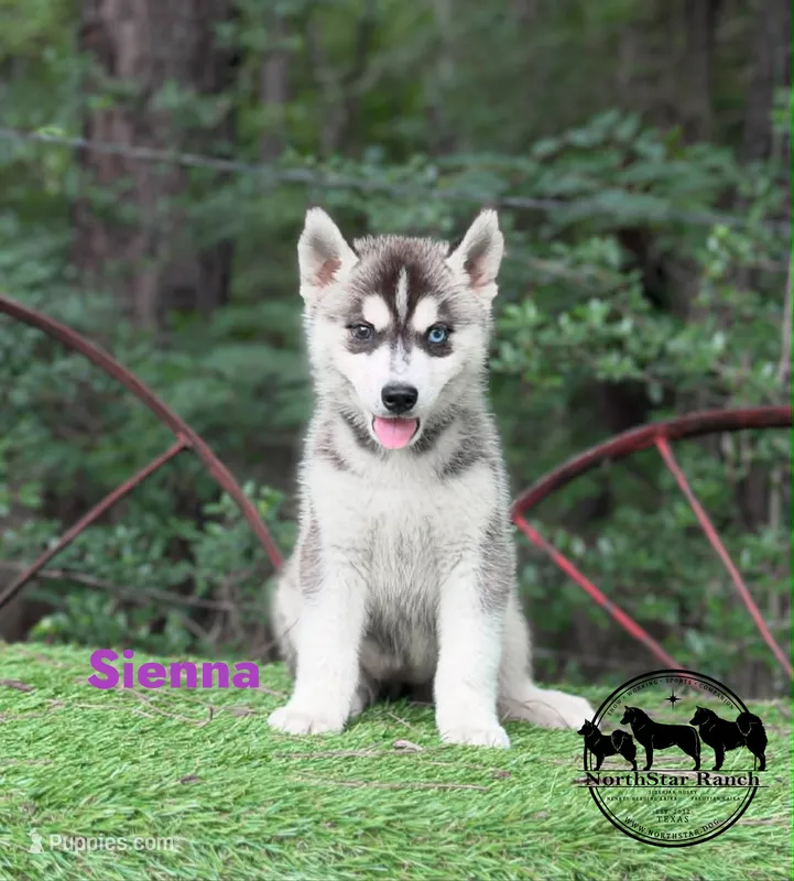 Sienna AKC TX  – Siberian Husky puppy for sale in Rockwall, TX