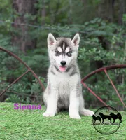 Sienna AKC TX , a female Siberian Husky for sale in Rockwall, TX – 1 of 5