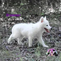 Dreamer AKC Yakutian Laika, a female Siberian Husky for sale in Rockwall, TX – 2 of 3
