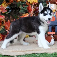 Glimmer AKC can transport, a female Siberian Husky for sale in Rockwall, TX – 2 of 5