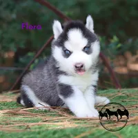 Flora AKC TX , a female Siberian Husky for sale in Rockwall, TX – 3 of 4