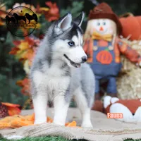 Fauna AKC TX can transport, a female Siberian Husky for sale in Rockwall, TX – 4 of 7