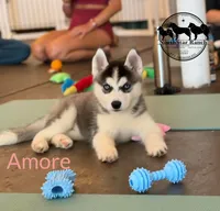 Amore AKC Texas Transport available, a female Siberian Husky for sale in Rockwall, TX – 2 of 6