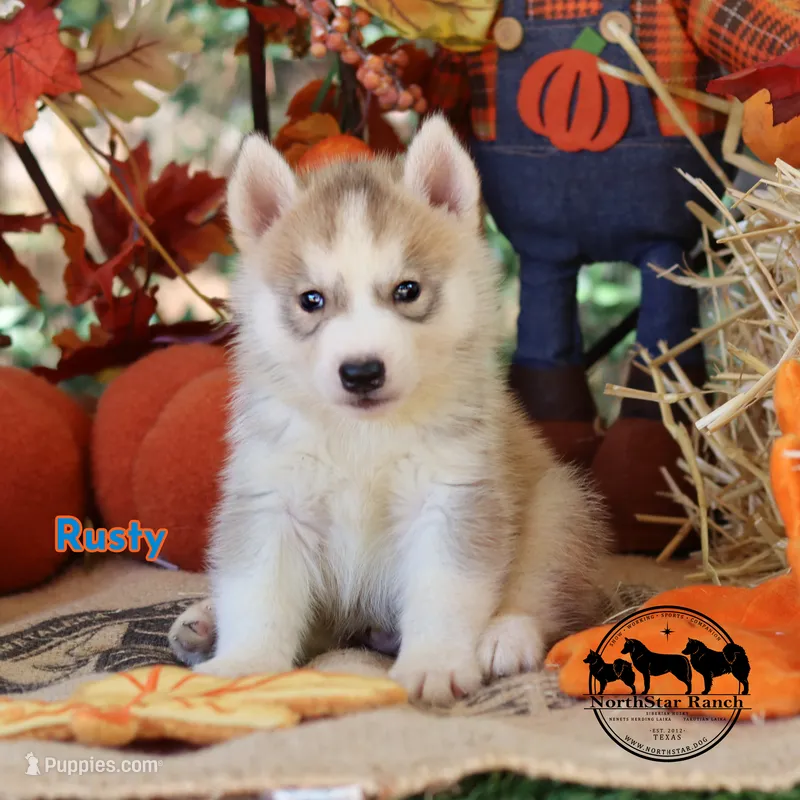 Rusty AKC Texas – Siberian Husky puppy for sale in Rockwall, TX