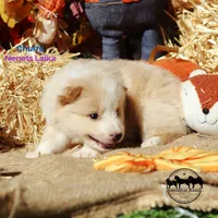Churro Nenets Laika (reindeer herding spitz) smaller, a male Yakutian Laika for sale in Rockwall, TX – 4 of 5