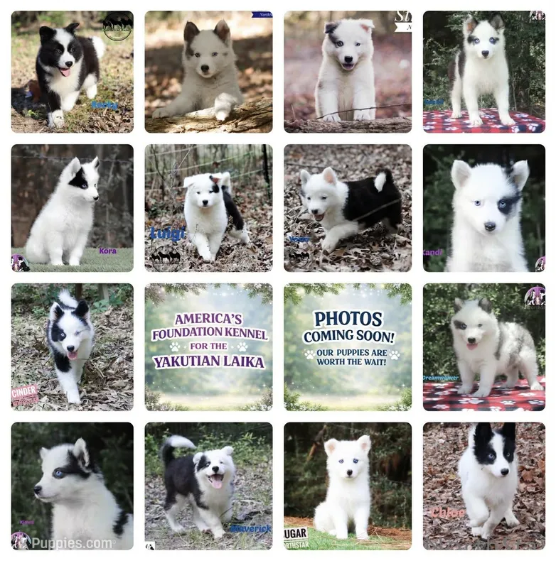 Dash – Yakutian Laika puppy for sale in Rockwall, TX
