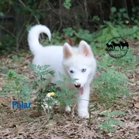 Polar TX AKCwe transport, a female Yakutian Laika for sale in Rockwall, TX – 5 of 7