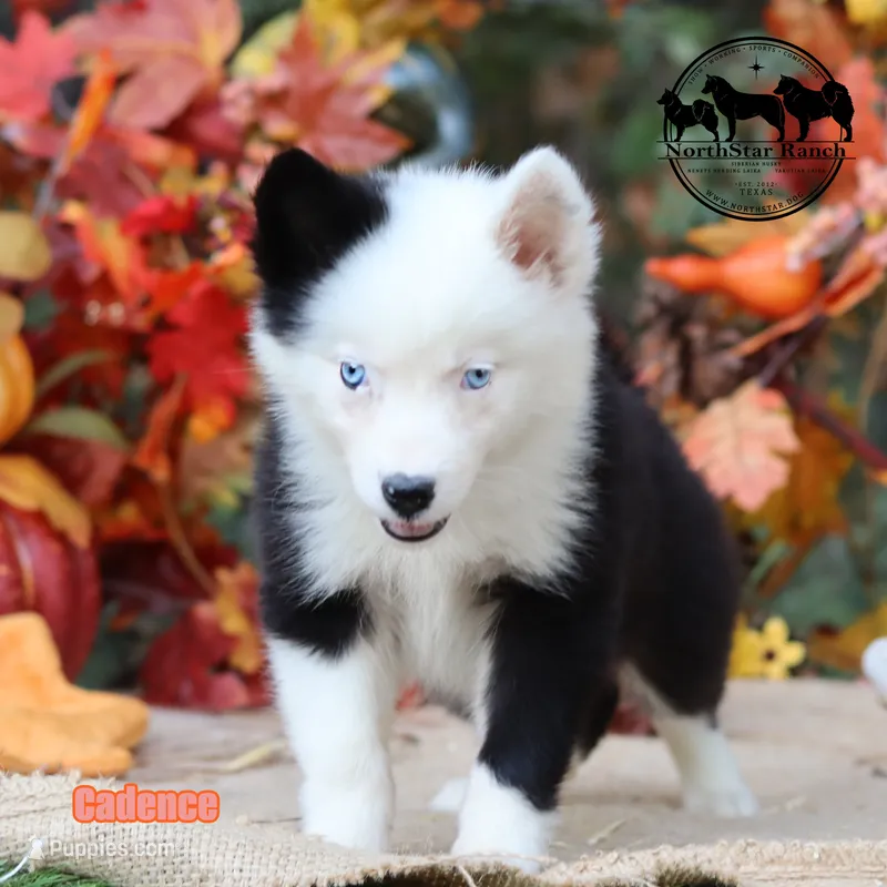 Cadence AKC Female Texas transport available – Yakutian Laika puppy for sale in Rockwall, TX