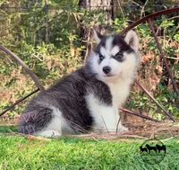 Ivy  AKC TX , a female Siberian Husky for sale in Rockwall, TX – 2 of 4