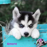 Amore AKC Texas Transport available, a female Siberian Husky for sale in Rockwall, TX – 1 of 3