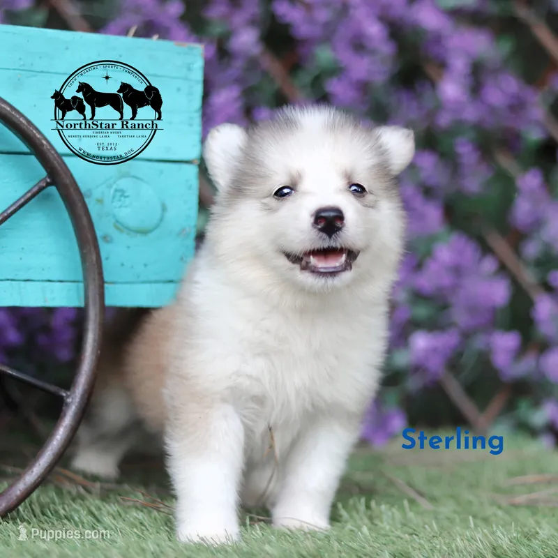 Sterling Nenets Laika (smaller laika), a male Yakutian Laika for sale in Rockwall, TX – 1 of 3