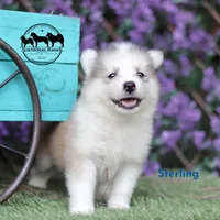 Sterling Nenets Laika (smaller laika), a male Yakutian Laika for sale in Rockwall, TX – 1 of 3
