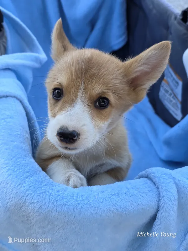 Boah – Pembroke Welsh Corgi puppy for sale in Elkton, KY