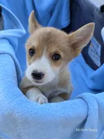 Boah, a male Pembroke Welsh Corgi for sale in Elkton, KY – 1 of 3