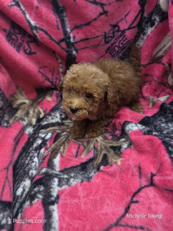 Minnie – Bichpoo, Poochon puppy for sale in Elkton, KY