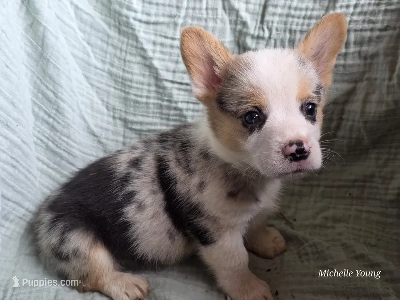 Jackson – Pembroke Welsh Corgi puppy for sale in Elkton, KY