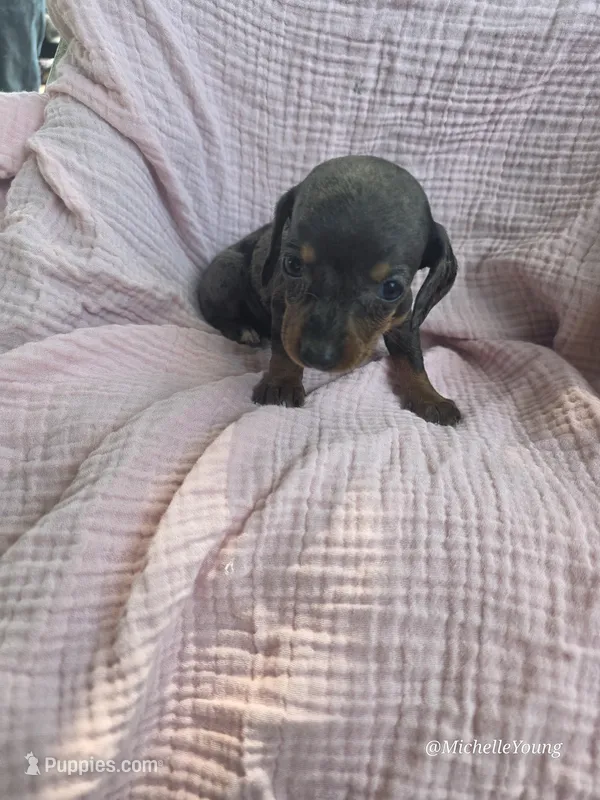 Hope – Miniature Dachshund puppy for sale in Elkton, KY