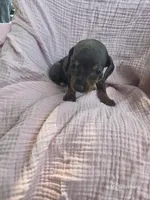Hope, a female Miniature Dachshund for sale in Elkton, KY – 1 of 2