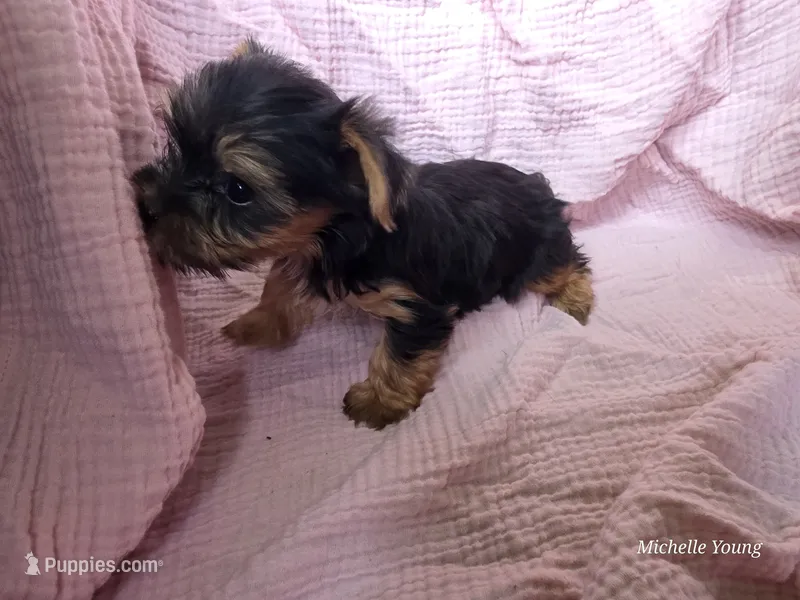 Chloe – Yorkshire Terrier puppy for sale in Elkton, KY