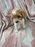 Trina, a female Cavapoo for sale in Elkton, KY – 2 of 3